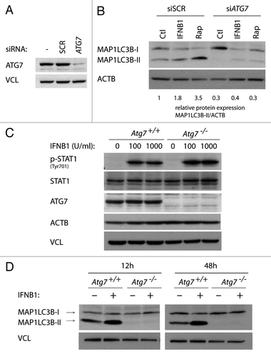 Figure 7. IFNB1 induced canonical autophagy in MCF-7 breast cancer cells and MEFs. (A) Knockdown efficiency of ATG7. MCF-7 eGFP-MAP1LC3B cells were cultured for 24 h and transfected the next day with siRNA targeting ATG7 or the nonsilencing SCR control. Seventy-two hours post-transfection cells were lysed and western blot analysis performed with antibodies against ATG7 and VCL. (B) Silencing of ATG7 reduced basal, as well as IFNB1- and rapamycin-induced MAP1LC3B conversion. Cells were cultured and transfected as in (A). Forty-eight hours post-transfection, control medium, 1000 U/ml IFNB1 or 100 nM rapamycin was added for 24 h, before western blot analysis was performed for MAP1LC3B and ACTB protein levels. Relative expression levels are shown below the blot, which are representative of two independent experiments. (C) Atg7+/+ and Atg7−/− MEFs were IFNB1-responsive. Atg7+/+ and Atg7−/− MEFs were cultured for 24 h, serum starved for 3 h and treated with control medium or 100 or 1000 U/ml of IFNB1 for 30 min. Western blot analysis was performed for p-STAT, STAT, ATG7, ACTB and VCL protein levels. (D) IFNB1 induced MAP1LC3B conversion in MEFs. Atg7+/+ and Atg7−/− MEFs were cultured for 24 h and treated with control medium or 1000 U/ml IFNB1 for further 12 or 48 h. Western blots were performed for MAP1LC3B and VCL.