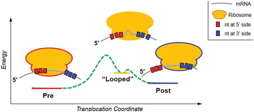 Figure 4. Proposed translocation mechanism based on the observed partial translocation intermediate.
