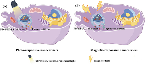 Figure 3 Schematic diagram of the release of exogenous stimulus-responsive nanocarriers under stimulus. (A) Photo-responsive nanocarriers. (B) Magnetic-responsive nanocarrier. (by Figdraw).