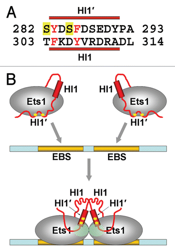 Figure 4 The model of (Ets1)2•DNA complex formation. (A) Alignment of amino acid sequences of helix HI1 with the inhibitory sequences N-terminal to HI1. The aligned aromatic residues are highlighted in red, and the serines 282 and 285 which phosphorylation enhances the Ets1 autoinhibition are marked in yellow. The dark red bars above and below the sequences indicate the residues capable of forming helices HI1′ and HI1, respectively. (B) The cartoon of Ets1 cooperative binding to the EBS palindrome. In DNA-free Ets1, the HI1 helix interacts with the Ets domain and directs the N-terminal disordered sequences containing the phosphorylated serines to mask the DNA-binding surface of Ets1. Upon binding to the EBS palindrome, the HI1 dissociates from the Ets domain and becomes disordered. Instead, the HI1′ sequences become folded as a helix which binds to the Ets domain of neighboring Ets1. This enhances the stability of interaction area I (dashed areas). The HI' binding also places phosphoserines (yellow stars) away from the DNA-binding surface of Ets1, reducing their inhibitory function.