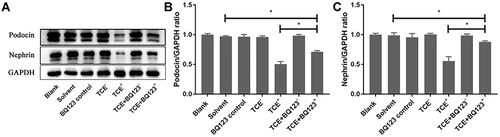 Figure 10 Protein levels of podocin and nephrin. (A) showed the Western blot results of renal podocin and nephrin. (B and C) showed the optical density values of podocin and nephrin, respectively. Compared to solvent control group, podocin and nephrin were significantly decreased in TCE sensitized positive mice (P<0.05). Podocin and nephrin increased in TCE+BQ123 sensitized positive mice compared to TCE sensitized positive mice (P<0.05). *P<0.05.