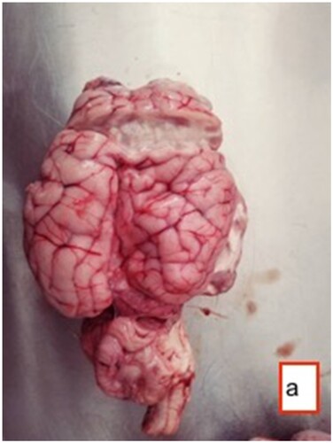 Figure 3. Fluctuant Coenurus cerebralis cyst (arrow) filled with transparent fluid in the frontal region of the brain.