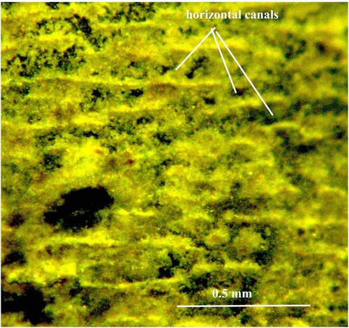 Fig. 8. Orthoceras scabridum. Same specimen as in Fig. 5B. Organic walls of the horizontal pore-canals in higher magnification.