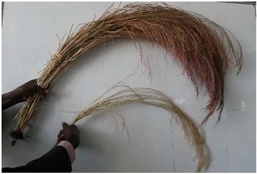 Figure 5. Comparison of tef panicles growing from a single plant: the top panicle was grown with TIRR methods, and the bottom panicle with standard broadcasting methods (photo courtesy of Z. Gebretsadik).