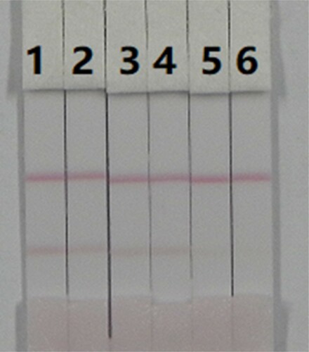 Figure 6. Images of detection of DNC in milk by immunochromatographic strips, 1 = 0 ng/mL, 2 = 5 ng/mL, 3 = 10 ng/mL, 4 = 25 ng/mL, 5 = 50 ng/mL, and 6 = 100 ng/mL, cut-off value was 100 ng/mL.