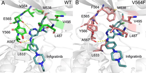 Figure 10. The Representative structures of FGFR2-WT (a) and FGFR2-V564F (b). hydrogen bonds are colored by yellow dotted lines and the key residues are shown by sticks.