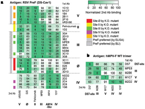 Figure 1. Epitope mapping of isolated mAbs. (a) Epitope binning with RSV PreF antigen. The heatmap shows epitope binning from the sandwich-based BLI binding assay, with darker green color and small number indicating more competition between the 1st and the 2nd antibodies. Gray sidebar on the left shows mAbs with PreF-preferred binding, determined by ELISA (without dashed box) or BLI (in dashed box); colored side-bar on the left shows mAbs of which epitopes were confirmed by site knock-out mutants. (b) Epitope binning with hMPV WT trimer antigen. Similarly, the heatmap shows epitope binning from the sandwich-based BLI binding assay, with darker green color and small number indicating more competition between the 1st and the 2nd antibodies.