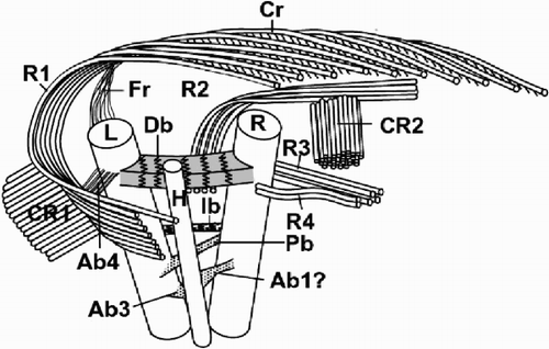 Fig. 49. Diagram showing the flagellar apparatus of Ochrosphaera neapolitana. The position of the accessory bands is approximate relative to the flagellar bases. Left and right flagellum bases (L, R); haptonematal base (H); roots (R1, R2, R3, R4); crystalline components (CR1, CR2); contractile root (Cr); fibrous root (Fr); accessory bands (Ab1, Ab3, Ab4); proximal, distal and intermediate bands (Pb, Db, Ib). Not drawn to scale.