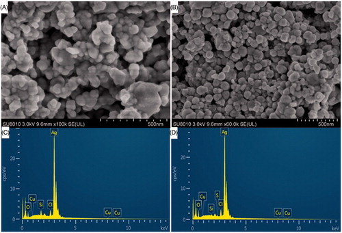 Figure 2. (A) SEM image of synthesized AgNPs using Aquilaria sinensis essential oil (AsEO). (B) SEM image of synthesized AgNPs using Pogostemon cablin essential oil (PcEO). (C) EDX pattern of synthesized AsEO-AgNPs and (D) EDX pattern of synthesized PcEO-AgNPs.