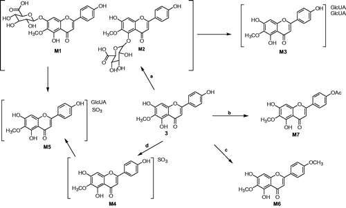 Figure 5. Structures of 6-O-methyl-scutellarein (3) and its metabolites and possible biotransformation pathways. GlcUA,  glucuronyl unit; Ac,  acetyl group. (a) Glucuronidation; (b) acetylation; (c) methylation; (d) sulphation.