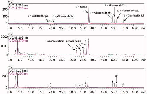 Figure 1. HPLC chromatogram analysis of (A) Mixed reference, (B) Epimedii folium extract, and (C) Bushen Yiyuan recipe. 1 = Ginsenoside Rg1, 2 = Ginsenoside Re, 3–6 = Components from Epimedii folium, 7 = Icariin, 8 = Ginsenoside Rb1, 9 = Ginsenoside Rc, 10 = Ginsenoside Rb2, 11 = Ginsenoside Rd with retention time 19.35, 20.23, 32.08, 34.17, 35.83, 37.01, 38.14, 49.99, 50.83, 51.75, and 54.85 min, respectively.