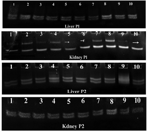 Figure 4. PCR-SSCP pattern of mitochondrial D-loop fragment 1 (Pl) and 2 (P2) in negative control group (lanes 1–2), omega-3 group (lanes 3–4), CoO-NPs group (lanes 5–6) and omega-3 plus CoO-NPs group (lanes 7–8). Mutation is indicated by arrow.