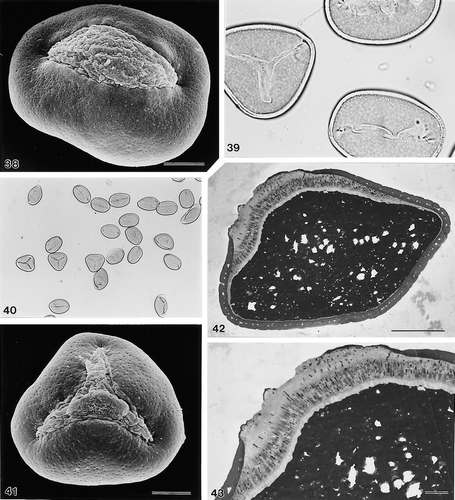 38–43. Areca minuta Dransfield, JD5339: (38) unacetolysed monosulcate pollen grain, oblique polar view, distal face (SEM); (39) tri- and monosulcate pollen grains, polar views, distal faces (LM); (40) group of pollen grains at low magnification showing proportionate representation of mono- versus trichotomosulcate grains within the sample (LM); (41) unacetolysed trichotomosulcate pollen grain, distal face (SEM); (42) ultrathin section of unacetolysed pollen grain (TEM); (43) ultrathin section through sulcus of unacetolysed whole pollen grain, note thick and channelled intine I, and narrow, homogeneous intine II; cf. close similarity of ectexine stratification with Figs. 5, 26 & 32 (TEM). LM Figs.: ×150 (in 40); ×1000 (in 39). In SEM/TEM Figs. scale bars: 2.5 μm (in 43); 10 μm (in 38, 41, 42).
