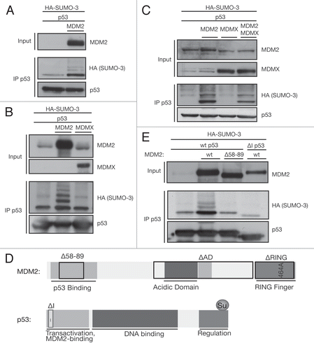 Figure 1 MDM2 induces SUMO-3 conjugation of p53. (A) MDM2 sumoylates p53 in U2OS cells. U2OS cells were transfected with 3 µg of p53, 1 µg of HA-SUMO-3 and 1 µg of either empty vector or MDM2. Cells were lysed under denaturing conditions according to the SUMO assay protocol and p53 immunoprecipitated (IP p53) with the p53-specific DO-1 antibody. (B) MDM2, but not MDMX sumoylates p53 in HCT116 cells. HCT116 cells were transfected with 3 µg of p53, 1 µg of HA-SUMO-3 and 1 µg of either empty vector, MDM2 or MDMX. Cells were lysed under denaturing conditions according to the SUMO assay protocol and p53 immunoprecipitated (IP p53) with the p53-specific DO-1 antibody. (C) MDM2, but not MDMX sumoylates p53 in H1299 cells. H1299 cells were transfected with 3 µg of p53, 1 µg of HA-SUMO-3 and 1 µg of either empty vector, MDM2, MDMX or 0.5 µg of MDM2 and MDMX. Cells were lysed under denaturing conditions according to the SUMO assay protocol and p53 immunoprecipitated (IP p53) with the p53-specific Do-1 antibody. (D) Model of p53 and MDM2 domains. p53 consists of an N-terminal transactivation domain, which is also the interaction-platform for MDM2, a central DNA binding domain and a C-terminal heavily post-translationally modified regulatory domain. MDM2 contains a hydrophobic p53-binding pocket in its C terminus, a central acidic domain, and adjacent zinc finger and a C-terminal RING finger domain. (E) MDM2 needs to bind p53 in order to sumoylate. U2OS-cells were transfected with 3 µg p53, 1 µg MDM2 or empty vector and 1 µg HA-SUMO-3 plasmids and lysed for the SUMO assay. p53 was immunoprecipitated (IP p53) using the DO-1 antibody.