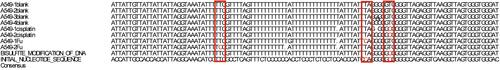 Figure 7 The methylation of OCT3/4 promoter in A549 cells.