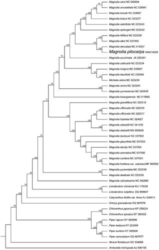 Figure 1. Maximum-likelihood phylogenetic tree for Magnolia pilocarpa based on 45 complete chloroplast genomes. The number on each node indicates bootstrap support value.