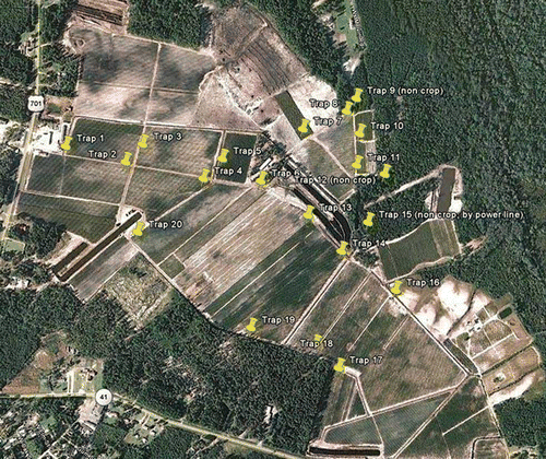 FIGURE 2 Trap placement at Site 1, Bladen County, NC. Traps indicated as “non-crop” were placed outside of blueberry planting on white fiberglass step-in fence posts. (Image created via Google Earth, © 2011 Google) (color figure available online).