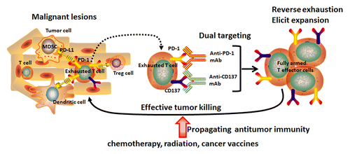 Figure 1. Induction of an anticancer immune response by dual targeting of CD137 co-stimulatory and PD-1 co-inhibitory molecules in combination with conventional cancer therapy. Immunosuppressive cells, including myeloid-derived suppressor cells (MDSCs), regulatory T cells (Tregs) and tolerogenic dendritic cells (DCs) are present in the tumor microenvironment. Immunosuppressive cells and their associated cell-cell signaling molecules induce functional exhaustion of tumor-recognizing T cells via programmed cell death-1 (PD-1/PD-L1) and other inhibitory pathways. Dual targeting of CD137/PD-1 abolishes the local suppression and leads to functional rescue and expansion of effector T cells that subsequently kill the cancer cells. Combination with radiotherapy, certain chemotherapeutic drugs or cancer vaccines may also expand the population of tumor-reactive T cells relieved from suppression and cause tumor regression.