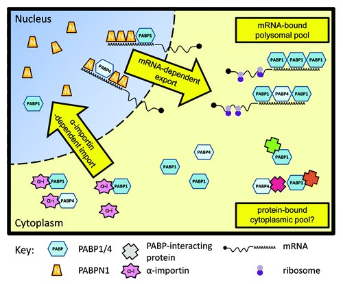 Figure 3. A model for PABP nucleo-cytoplasmic transport. In normally growing cells most molecules of PABP1 and PABP4 are located within the cytoplasm. PABP nuclear import is dependent on interaction with α-importins. This can be retarded by PABP binding to RNA and participation in translational complexes, and may also be affected by interaction with other PABP partner proteins. In the nucleus PABP1 and PABP4 bind mRNAs alongside PABPN1. PABP1 and PABP4 do not contribute to mRNA export but rather are exported in an mRNA-dependent manner. Enhancing the levels of PABP1 available for import or blocking mRNA export results in an accumulation of PABP1 in the nucleus.