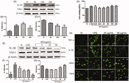 Figure 5. Effect of SPJ on microglial polarisation in LPS-induced BV2 cells. (A) Representative immunoblot bands of IL-1β and YM-1 in cells after stimulation by LPS. (B–C) Quantification of IL-1β and YM-1 after normalisation to β-actin (D) MTT showed that treatment with SPJ alone below the concentration of 200 μM did not induce toxicity in BV2 cells. (E) Representative immunoblot bands of IL-1β and YM-1 in cells upon a SPJ protection for 12 h followed by LPS stimulation. (F–G) Quantification of YM-1and IL-1β after normalisation to β-actin. (H) Confocal images show that the protein levels of TNF-α, IL-1β, ARG1 and TGFβ in BV2 after administrating SPJ in LPS groups. *p < 0.05, **p < 0.01 vs. control group; ##p < 0.01 vs. LPS group.