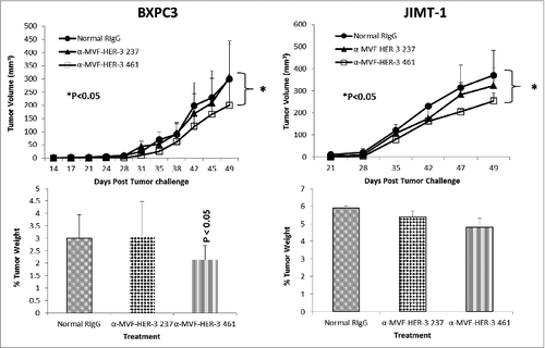 Figure 8. HER-3 vaccine antibodies delay tumor growth in a transplantable mouse model. SCID Mice (n = 5) were challenged subcutaneously with either pancreatic (BXPC3) or breast (JIMT-1) cancer cells and treated weekly with the indicated peptide vaccine antibodies (500 μg) via IP injection. JIMT-1 cells and treated weekly with peptide vaccine antibodies. Tumor growth was monitored over time. After euthanasia, tumors were extracted and weighed. Results displayed include average tumor volume over time (top panel) and % weight tumors (bottom panel) when compared to total mouse weight (bottom panel). Error bars indicate standard deviation of the mean. Normal rabbit IgG (Pierce) was used as a negative control. In both mouse models, only treatment with the MVF-HER-3 461 vaccine antibodies caused a significant delay in tumor growth (p < 0.05 for both mouse models), and the effects were also observed in percentage tumor weight per body mass (p < 0.05).