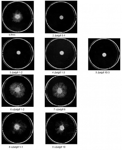 Figure S5. Growth over inert plastic surface 3 d after plug transfer incubated at 22°C in moist chamber. Petri dishes = 9 cm diameter. For explanation of the strains see Table S1.