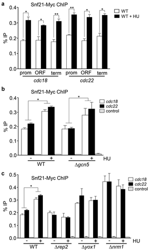 Figure 5. Snf21 binds to MBF-regulated genes. (a) Cells expressing Snf21-Myc under the control of its own promoter were treated or not with HU for 3 h. ChIP experiments were performed using primers covering promoter (prom), coding (ORF), and termination (term) sequences of the cdc18 and cdc22 genes (as indicated). Error bars (SEM) were calculated from biological triplicates. Significant differences between treated and untreated samples were determined by the Student´s t-test (*P < 0.05; **P < 0.01). (b) Wild type (WT) or Δgcn5 cells expressing Snf21-Myc were treated or not with HU for 3 h. ChIP experiments were performed using primers covering the promoter region of the cdc18 and cdc22 genes or the SPNCRNA.650 gene as a control. Error bars (SEM) were calculated from biological triplicates. Significant differences between treated and untreated samples were determined by the Student´s t-test (*P < 0.05). (c) Wild type (WT), Δrep2, Δyox1, or Δnrm1 cells expressing Snf21-Myc were treated or not with HU for 3 h, as indicated. Error bars (SEM) were calculated from biological triplicates. Significant differences between treated and untreated samples were determined by the Student´s t-test (*P < 0.05)