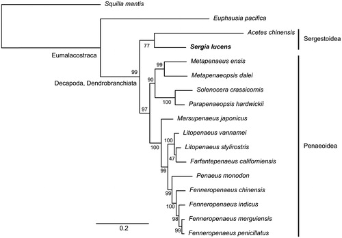 Figure 1. Maximum-likelihood phylogenetic tree of Sergia lucens and other 14 shrimps using two non-decapod crustaceans (Squilla mantis and Euphausia pacifica) as an outgroup. The concatenated nucleotide dataset of 13 mitochondrial protein-coding genes (excluding third codon positions) contained 11,040 sites. The bar below the tree indicates the number of nucleotide substitution per site, and the number beside the branches indicates the bootstrapping support (1000 trials) of each branch. The GenBank accession numbers of the mitogenome sequences used in the analysis are: S. mantis NC_006081; E. pacifica NC_016184; Acetes chinensis NC_017600; Sergia lucens LC368254; Metapenaeus ensis NC_026834; Metapenaeopsis dalei NC_029457; Solenocera crassicornis NC_030280; Parapenaeopsis hardwickii NC_030277; Marsupenaeus japonicus NC_007010; Litopenaeus vannamei NC_009626; L. stylirostris NC_012060; Farfantepenaeus californiensis NC_012738; Penaeus monodon NC_002184; Fenneropenaeus chinensis NC_009679; F. indicus NC_031366; F. merguiensis NC_026884; F. penicillatus NC_026885.