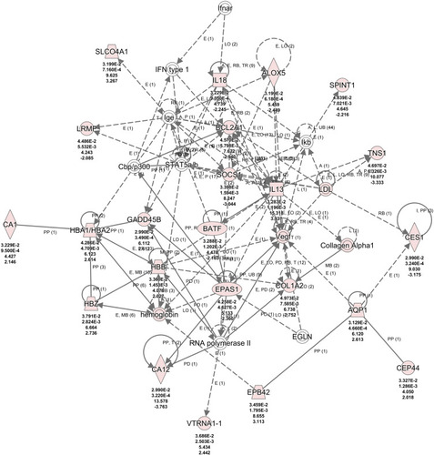 Figure 7 Network of differentially expressed genes (DEGs) is associated with molecular transport and inflammatory response. A network of 35 genes was constructed to understand the cross-talk between genes and functional relevance of this network. Red colored nodes indicated genes from the DEGs, whereas nodes with no color were not from the DEGs that was used for generating this network. Arrows show the direction of effect. The numbers under the genes are as follows from the top to bottom: p value, corrected p value, fold change (FC) of the DEGs, and log FC.