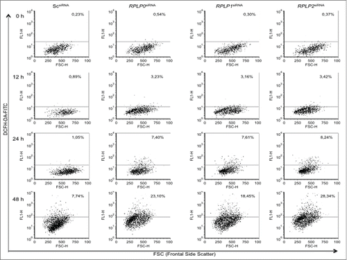 Figure 10. ROS accumulates gradually in MCF-7 cells with downregulated RPLP proteins. (A) MCF-7 cells were transduced with the indicated siRNAs and analyzed for the presence of ROS levels at 12, 24, and 48 h after transfection. (B) The graph represents results from (A). Note that ROS levels accumulate gradually in RPLP protein-depleted cells to reach 18 to 28%.