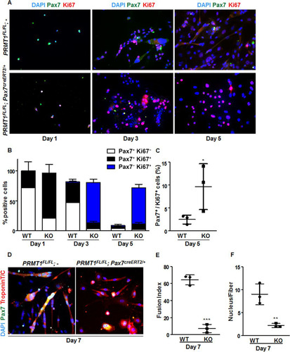 FIG 5 Cultured PRMT1-deficient MSCs display enhanced proliferation and impaired differentiation. (A) Representative images of MSCs immunostained for Pax7 (green) and Ki67 (red) and visualized by fluorescence microscopy. DAPI is blue. MSCs were cultured for 1, 3, or 5 days in proliferative medium. (B) Quantification of Pax7- and Ki67-positive cells as shown in panel A. For each condition, statistics were performed based on technical triplicates and counting >100 nuclei. Double-negative nuclei are not accounted for in this analysis. WT, wild type; KO, knockout. (C) Percentages of double-positive MSCs (Pax7+ Ki67+) after day 5 culturing with the indicated genotype. (D) Representative images of MSCs immunostained for Pax7 and troponin after 7 days of culture in differentiation medium. (E) The fusion index was calculated as the ratio of the number of myonuclei over the number of total nuclei in the field. For each condition, statistics were performed based on technical triplicates and counting >300 nuclei. (F) Average number of nuclei/fiber in each field after MSC day 7 of differentiation. For each condition, statistics were performed based on technical triplicates and counting >300 nuclei. This represents the ratio of the number of myonuclei over the total number of myofibers present in the field. *, P < 0.05; **, P < 0.01; ***, P < 0.001.