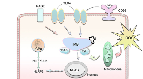 Figure 3 Oxidative stress results in innate immunity responses through the activation of TLRs, CD36, RAGEs, NF-κB and NLRP3 in stressed RPE cells.