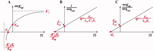 Figure 7. Non-classical approach for complete inhibition. (Panel A) represents the dependence of appKM on the increase of [I] according to EquationEquation (10)(10) KMapp=kM(1+[I]Ki)1+[I]kMKiKM′ (10) ; (Panel B) represents the dependence of 1/appkcat on the increase of [I] according to EquationEquation (11)(11) kcatapp=KiKM′k+2KiKM′+kM[I](11) ; Panel C represents the dependence of appKM/appkcat on the increase of [I] according to EquationEquation (12)(12) KMappkcatapp=KMk+2+KMKik+2[I] (12) .