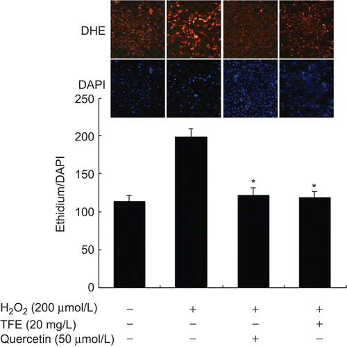 Figure 1.  TFE inhibits H2O2-induced O2˙− production in VSMCs. (DHE staining). Quercetin was used as a positive control. Bar graphs represent the ratio of ethidium/DAPI fluorescence. *P < 0.01 compared with H2O2 treatment group (n = 5).