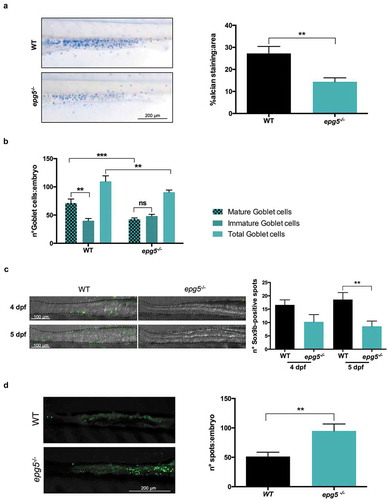 Figure 5. epg5-/- larvae display decreased number of goblet cells and higher incidence of cell death in the intestine. (a) Detection of mucin-containing goblet cells in 6-dpf WT and epg5-/- mutant larvae by whole mount alcian blue staining. The graph reports quantification of average mucin area:goblet cells (WT, n = 16; epg5-/-, n = 11). Statistical significance was determined by Student’s t-test, and data are presented as mean ± SEM (**, P < 0.01). The left panels show representative images of alcian blue stained WT and epg5-/- larvae. Scale bar: 200 μm. (b) Quantification of the number of total, mature and immature goblet cells at 6 dpf (WT, n = 7; epg5-/-, n = 11). Statistical significance was determined by Student’s t-test, and data are presented as mean ± SEM (**, P < 0.01; ***, P < 0.001; ns, not significant). (c) Analysis of intestinal Sox9b-positive cell by means of immunofluorescence in 4- and 5-dpf larvae (WT, n = 10; epg5-/-, n = 10). Statistical significance was determined by Student’s t-test, and data are presented as mean ± SEM (**, P < 0.01). The left panels show 4 representative images of WT and epg5-/- larvae. Scale bar: 100 μm. (d) Analysis of intestinal cell death by means of acridine orange staining in 6-dpf larvae (WT, n = 10; epg5-/-, n = 10). Statistical significance was determined by Student’s t-test, and data are presented as mean ± SEM (**, P < 0.01). The left panels show 2 representative images of acridine orange stained WT and epg5-/- larvae. Scale bar: 200 μm.