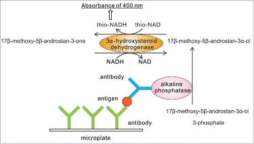 Figure 1. Scheme of ultrasensitive detection of proteins by ELISA coupled with thio-NAD cycling. Our ultrasensitive ELISA requires only the addition of a thio-NAD cycling solution, which includes androsterone derivatives, and 3α-hydroxysteroid dehydrogenase and its coenzymes, to the usual ELISA without any use of special instruments. Absorption (400 nm) of thio-NADH is measured with a commercially available microplate reader.