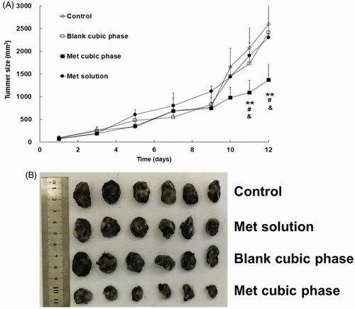 Figure 4. Profiles of the mouse tumor sizes following treatment with the Met formulations for melanoma therapy (A). Met cubic phase versus control, *p < .05, **p < .01. Met cubic phase versus Met solution, #p < .05. Met cubic phase versus blank cubic phase, &p < .05. Met cubic phase versus Blank cubic phase, &p < .05. The data are presented as the means ± SDs (n = 6). Images of the tumors following melanoma therapy with the Met formulations (B).