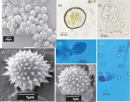 Figure 6. Morphological features of sexual reproduction stage of WSR 62. a. Cleistothecia; b, c. Ascospores inside the cleistothecia; d, e. Asci and ascospores released from the broken cleistothecia and ascus bearing eight ascospores; f, g. Ascospores with spines (SEM).