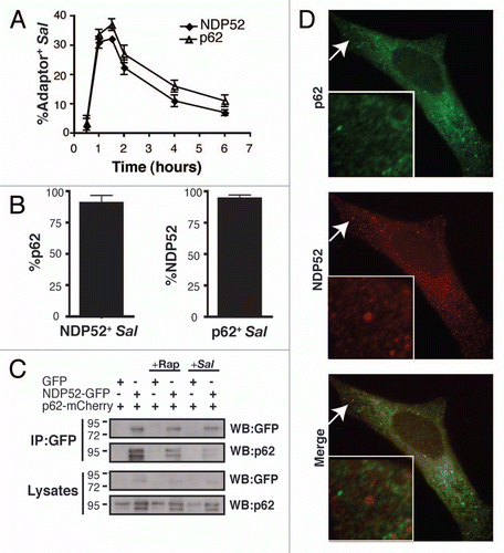 Figure 1 The ubiquitin-binding adaptors, p62 and NDP52, are recruited to S. typhimurium with the same kinetics. (A) HeLa cells were infected with S. typhimurium expressing RFP. Cells were fixed at the indicated time and stained with antibody to p62 or NDP52. The percentage of p62+ or NDP52+ bacteria was enumerated by fluorescence microscopy. At least 100 bacteria were counted for each time point. The experiment was conducted two times and error bars represent the range. (B) HeLa cells were infected for 1 h, fixed and stained for p62 and NDP52. The percentage of p62 colocalizing with NDP52+ bacteria (left part) and the percentage of NDP52 colocalizing with p62+bacteria (right part) were enumerated by fluorescence microscopy. At least 100 bacteria were counted for each condition. The average ± SD for three independent experiments is shown. (C) HeLa cells were transfected with p62-mCherry and ND P52-GFP or p62-mCherry and GFP. Then cells were infected with S. typhimurium (1 h), or treated with rapamycin (2 h), as indicated. HeLa lysates were immunoprecipitated (IP) with GFP antibody. Lysates and precipitates were then blotted (WB) for p62 and GFP. The lysate blot also contains the GFP alone band (27 kDa) which is not depicted in the figure. (D) HeLa cells were coimmunostained with p62 and NDP52 antibodies. Insets show higher magnification in the area indicated with an arrow.