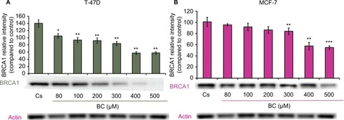 Figure 3 (A) BC downregulates BRCA1 protein expression in T-47D cells. (B) BC downregulates BRCA1 protein expression in MCF-7 cells.