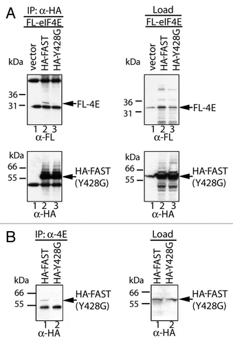 Figure 2.FAST interacts with eIF4E through its eIF4E-binding motif.A, FLAG-tagged eIF4E was overexpressed together with the indicated constructs in COS-7 cells. Cell lysates were immunoprecipitated with anti-HA Ab, then subjected to SDS-PAGE immunoblot analysis. Left upper panel: immunoblotting with anti-FLAG Ab after IP; Left lower panel: immunoblotting with anti-HA Ab after IP; Right upper panel: immunoblotting with anti-FLAG Ab before IP; Right lower panel: immunoblotting with anti-HA Ab before IP. B, HA-tagged WT-FAST and Y428G-FAST were overexpressed in HeLa cells. Cell lysates were immunoprecipitated with a mouse anti-eIF4E Ab followed by SDS-PAGE immunoblot analysis. Left panel: immunoblotting with anti-HA Ab after immunopreciptitation; Right panel: immunoblotting with anti-HA Ab before immunoprecipitation.