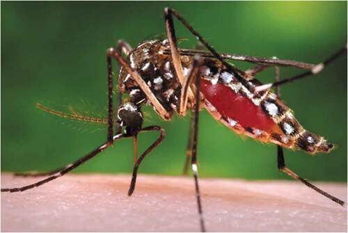 Figure 1. Aedes aegypti, formerly known as the yellow fever mosquito. Centers for disease control and prevention public health image library https://phil.cdc.gov/details_linked.aspx?pid = 9261.