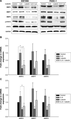Figure 5 Luteolin inhibits IL-6-induced MMP secretion of PANC-1 and SW1990 cell lines.