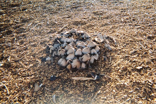 Figure 7 : Mushrooms pushing through the mulch. Photographer: Allie, office worker.