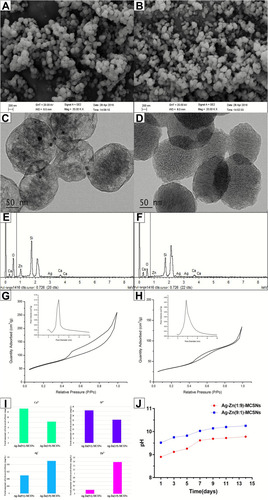 Figure 1 Physicochemical properties of the prepared nanoparticles.Notes: FE-SEM images of Ag/Zn(1:9)-MCSNs and Ag/Zn(9:1)-MCSNs (A and B); TEM images of Ag/Zn(1:9)-MCSNs and Ag/Zn(9:1)-MCSNs (C and D); EDS of Ag/Zn(1:9)-MCSNs and Ag/Zn(9:1)-MCSNs (E and F); nitrogen adsorption-desorption isotherm test and pore size distribution of Ag/Zn(1:9)-MCSNs and Ag/Zn(9:1)-MCSNs (G and H); ions release of Ag/Zn(1:9)-MCSNs and Ag/Zn(9:1)-MCSNs (I); pH measurement of Ag/Zn(1:9)-MCSNs and Ag/Zn(9:1)-MCSNs (J).Abbreviations: Ag/Zn-MCSNs, nanosilver- and nanozinc-incorporated mesoporous calcium-silicate nanoparticles; FE-SEM, field emission scanning electron microscopy; TEM, transmission electron microscopy; EDS, energy dispersive spectrometry.