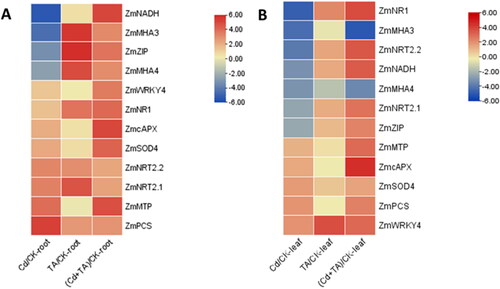 Figure 5. Analysis of expression pattern of stress-related genes and nitrogen metabolism-related genes (y-axis) with different treatments (x-axis). (A) Expression of related genes in roots of maize seedlings inoculated with T. asperellum and with treatment of Cd. (B) Expression of related genes in leaves of maize seedlings inoculated with T. asperellum and with treatment of Cd. Warmer colors within the heat map indicate up-regulated and cooler colors are down-regulated.
