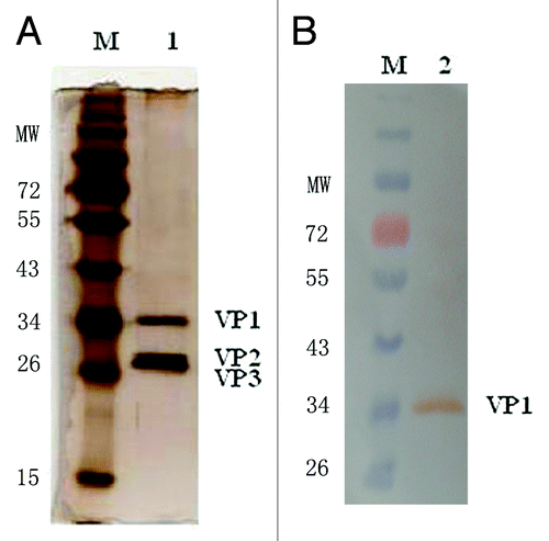 Figure 1. SDS-PAGE and western blot analyses of the virion. (A) SDS-PAGE of CA16 virion. Land 1 is the purified CA16 virion; (B) Western blot picture of CA16 Virion. Lane 2 is the purified virion which was incubated with the anti-VP1 polyclonal-antibody.