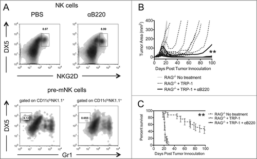 Figure 6. Depletion of pre-mNK cells by anti-B220 enhances the rejection of established melanoma. RAG−/− mice were inoculated subcutaneously with 3×105 B16.F10 on day 0 and left untreated, received ACT of 5×104 TRP-1-specific CD4+ T cells on day 7, or received ACT on day 7 plus 200 μg of anti-B220 intraperitoneally on days 0, 7, and 14. (A) Splenocytes from each indicated experimental group were harvested at day 21 post tumor inoculation and analyzed for the presence of NK cells and pre-mNK cells. (B) Tumor area as a function of time for each replicate of each experimental group is plotted. **, p < 0.0001. (C) Percent survival for each of the aforementioned experimental groups was plotted as a function of time post tumor inoculation. Percent survival for each group is significantly different, **, p < 0.0001.