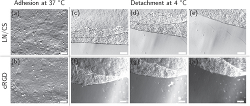 Figure 2. HCEC after eight days of culture on LN/CS- and cRGD-functionalized PVME50–PNiPAAm40–PVMEMA10 carriers. (a), (b) HCEC adhered and formed confluent monolayers of mostly polygonal cells at 37 °C (scale bar 50 μm). (c)–(h) Representative frames from video sequences (see supplemental videos S1 and S2) to illustrate detachment of HCEC as a sheet upon temperature reduction (scale bar 200 μm). n = 20.