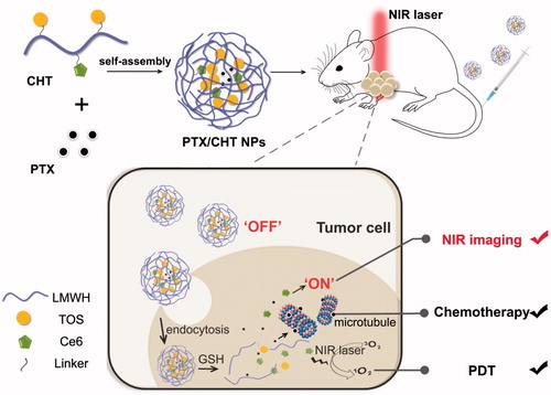 Figure 1. Schematic illustration of the preparation of PTX/CHT NPs and their application in tumor NIR fluorescence imaging and synergistic photodynamic/chemotherapy.